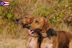 Read more about the article Segugio Maremmano breeders and puppies in Ohio