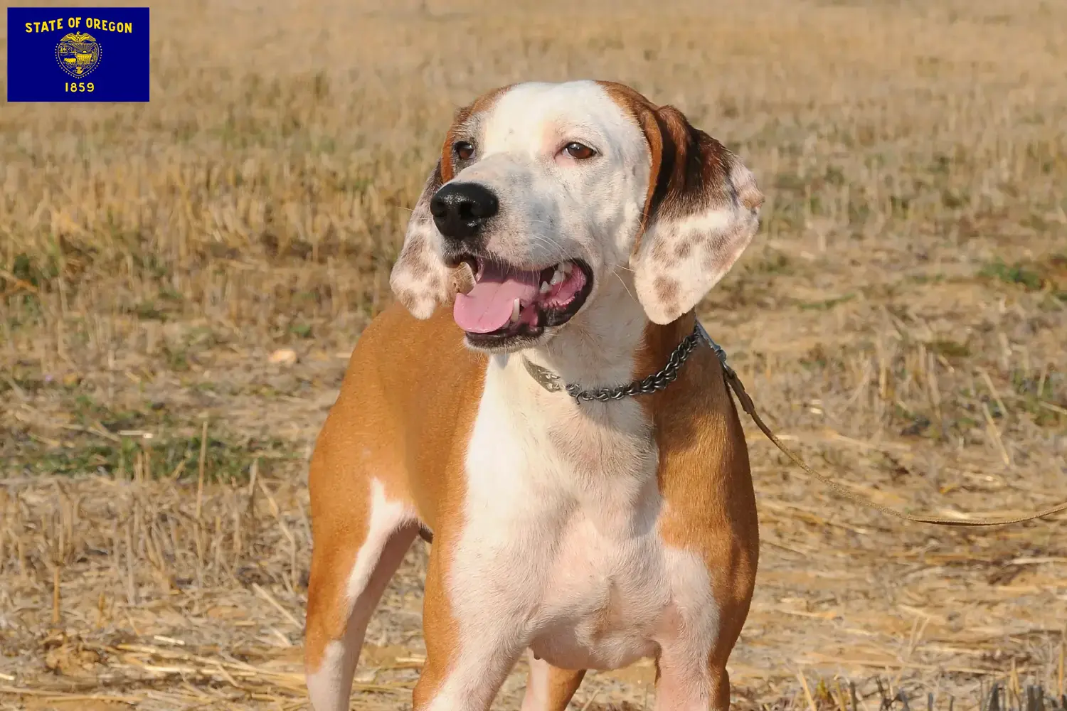 Segugio Maremmano puppies and breeders Oregon Here you can find Segugio Maremmanos breeders in Oregon.