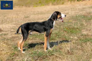 Read more about the article Segugio Maremmano breeders and puppies in Pennsylvania