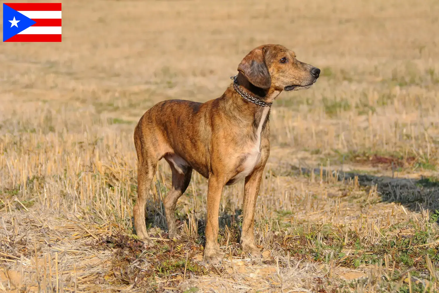 Read more about the article Segugio Maremmano breeders and puppies in Puerto Rico