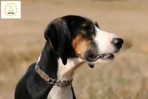 Read more about the article Segugio Maremmano breeders and puppies in Rhode Island