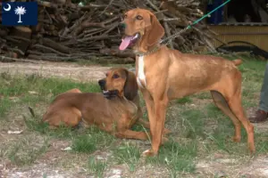 Read more about the article Segugio Maremmano breeders and puppies in South Carolina