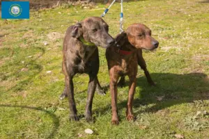 Read more about the article Segugio Maremmano breeders and puppies in South Dakota