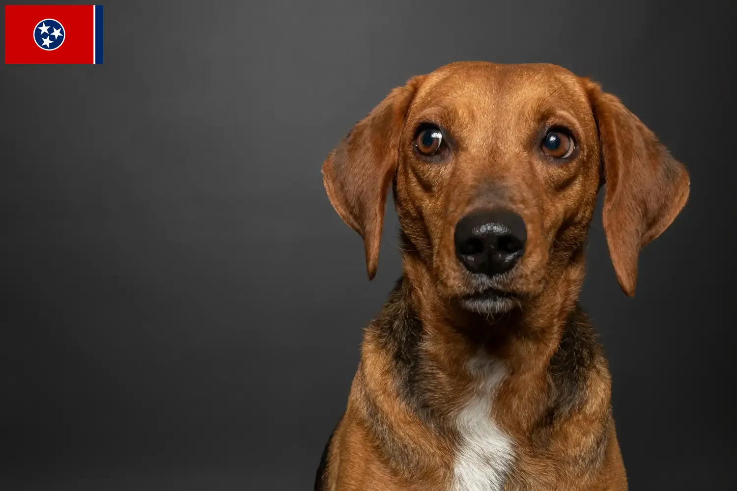 Segugio Maremmano puppies and breeders Tennessee Here you can find Segugio Maremmanos breeders in Tennessee.