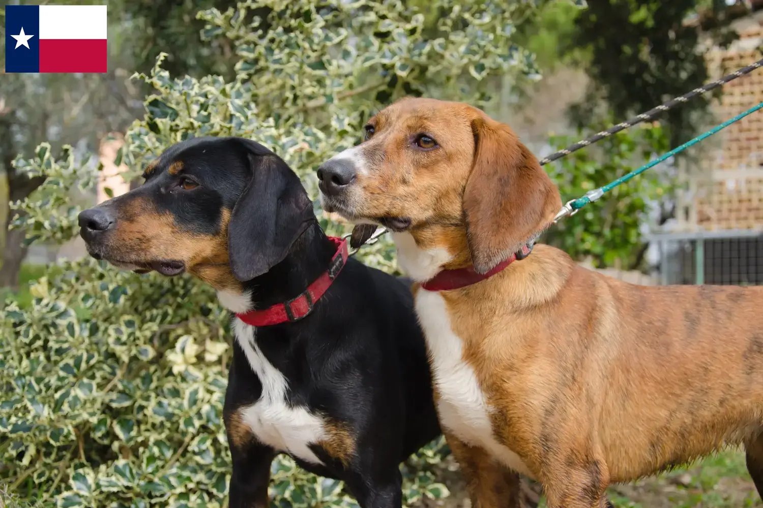 Segugio Maremmano puppies and breeders Texas Here you can find Segugio Maremmanos breeders in Texas.