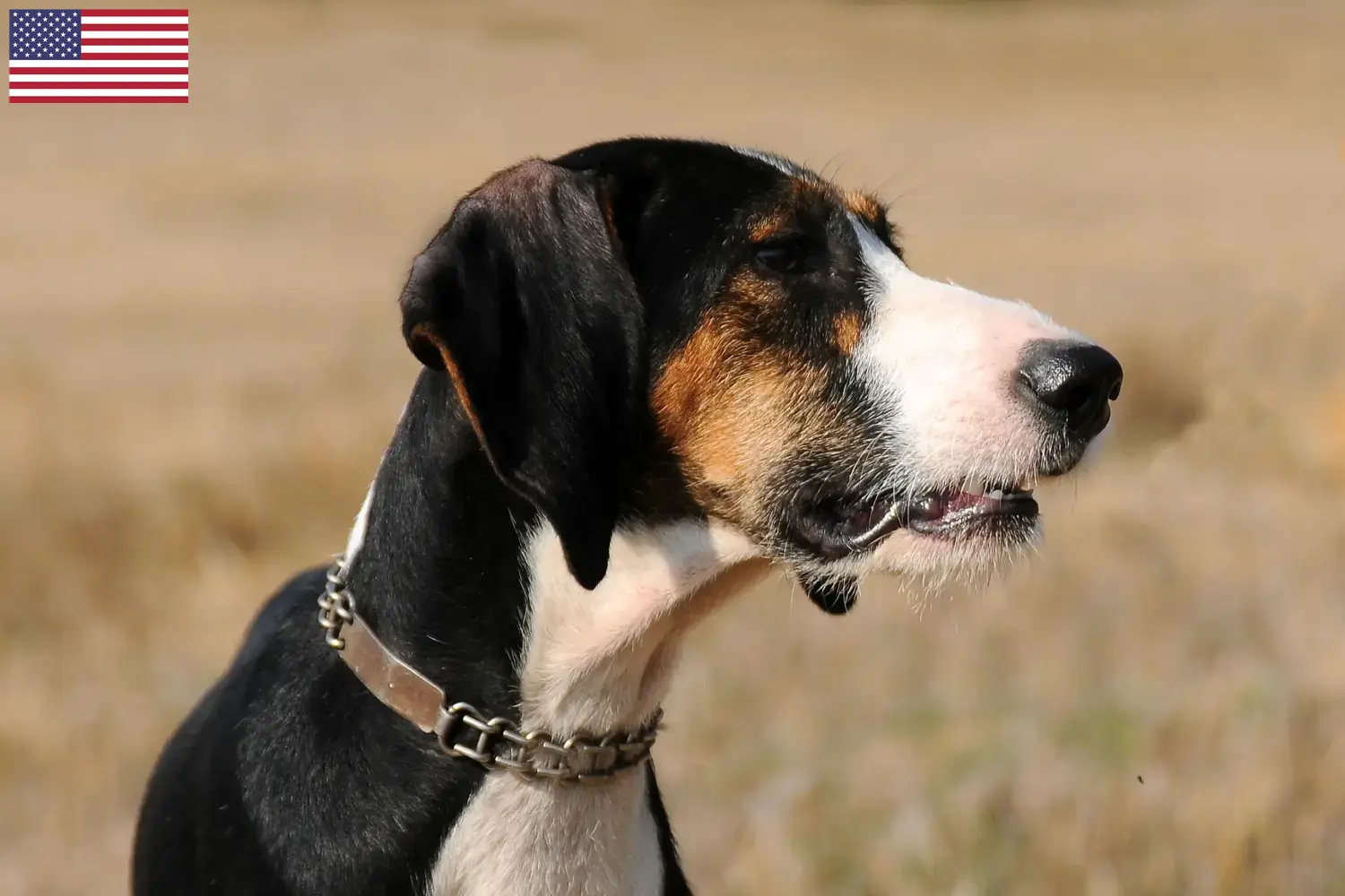 Segugio Maremmano puppies and breeders USA Here you can find Segugio Maremmanos breeders in the USA.