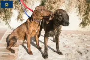 Read more about the article Segugio Maremmano breeders and puppies in Vermont