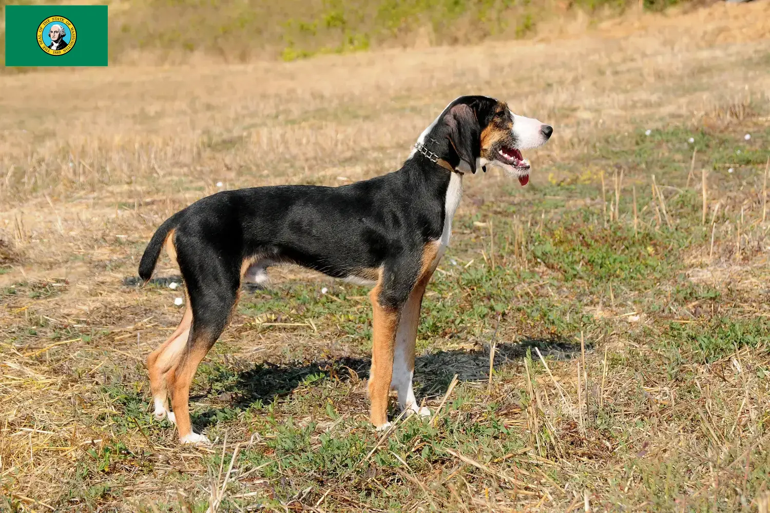 Segugio Maremmano puppies and breeders Washington Here you can find Segugio Maremmanos breeders in Washington.