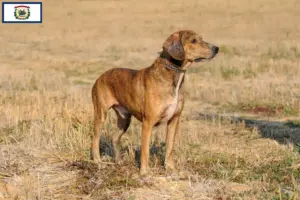 Read more about the article Segugio Maremmano breeders and puppies in West Virginia