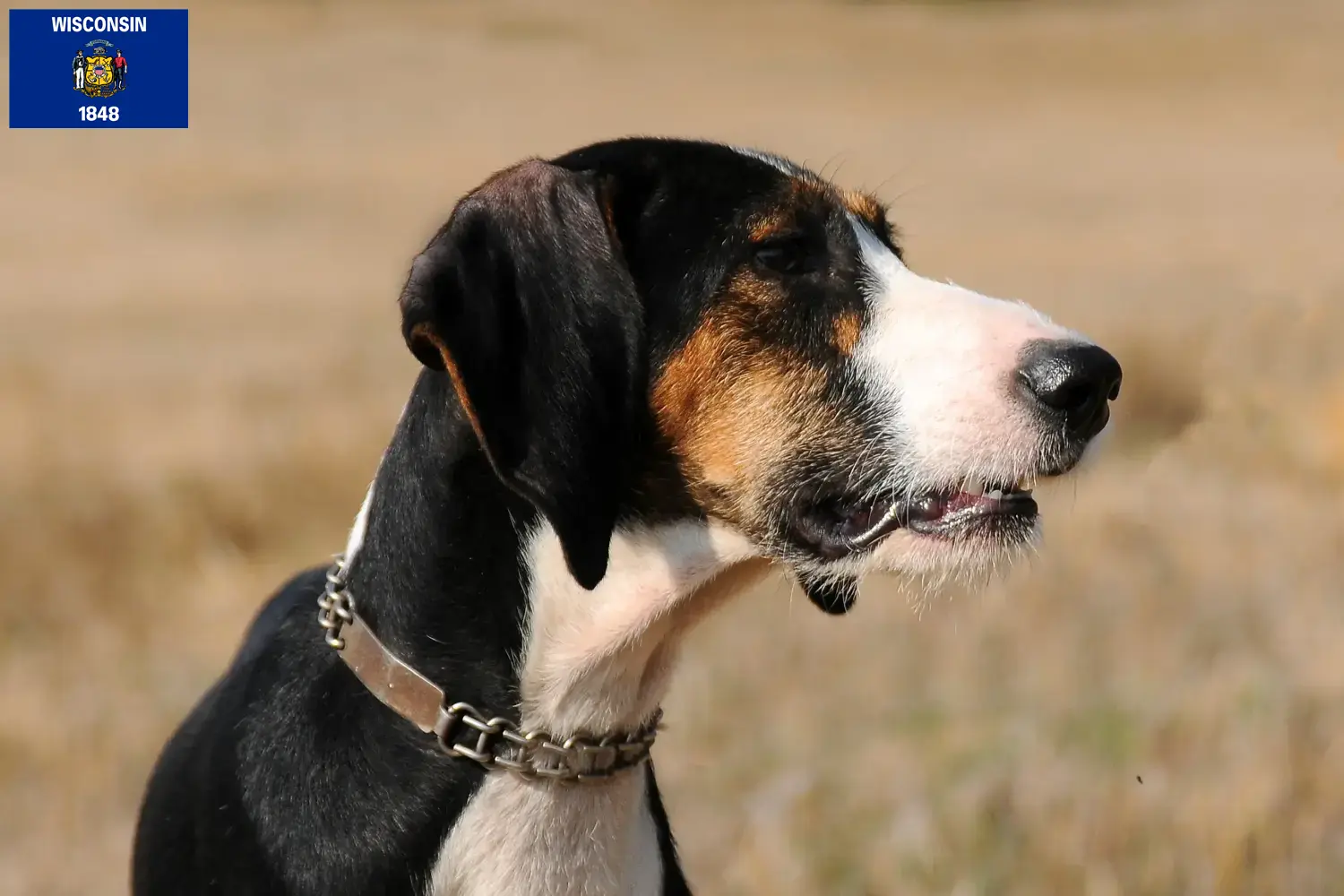 Segugio Maremmano puppies and breeders Wisconsin Find Segugio Maremmanos breeders in Wisconsin.