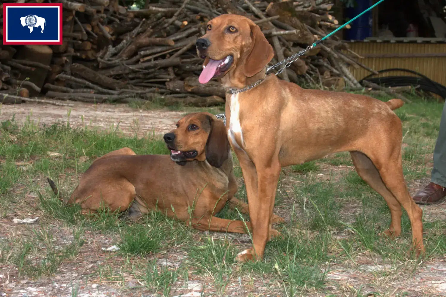 Read more about the article Segugio Maremmano breeders and puppies in Wyoming