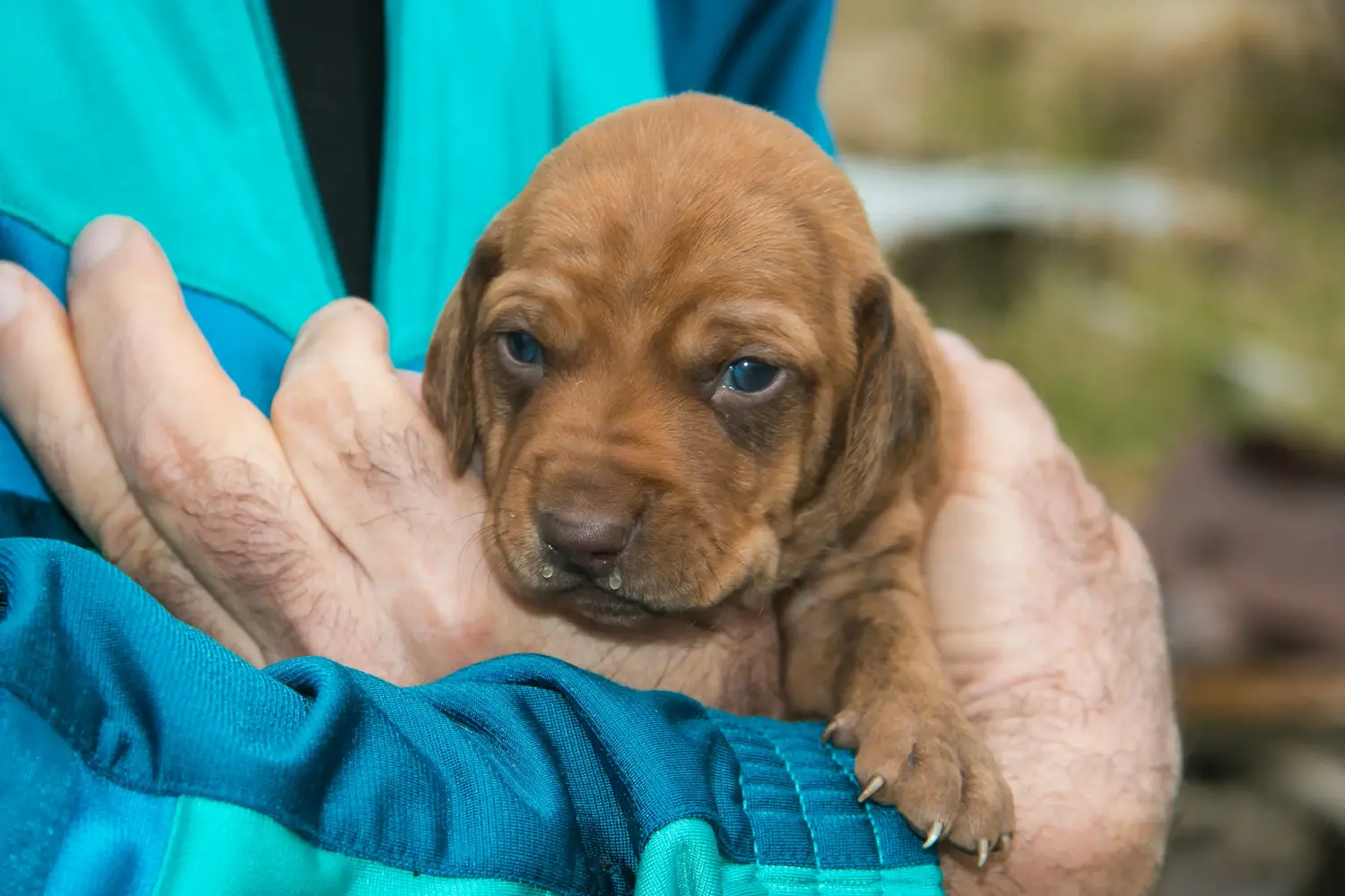 Buying a Segugio Maremmano puppy means taking responsibility! Buy Segugio Maremmano puppies.