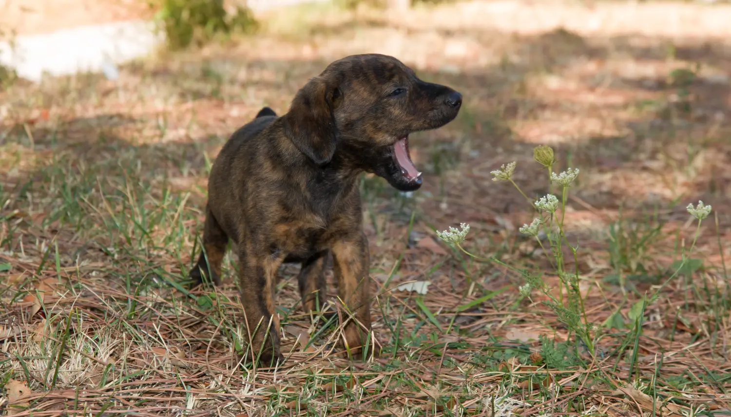 Buying a Segugio Maremmano puppy means taking responsibility! Buy Segugio Maremmano puppies.