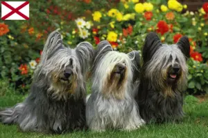 Read more about the article Skye Terrier breeders and puppies in Alabama