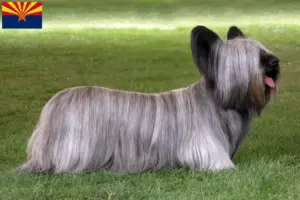 Read more about the article Skye Terrier breeders and puppies in Arizona