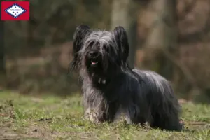 Read more about the article Skye Terrier breeders and puppies in Arkansas
