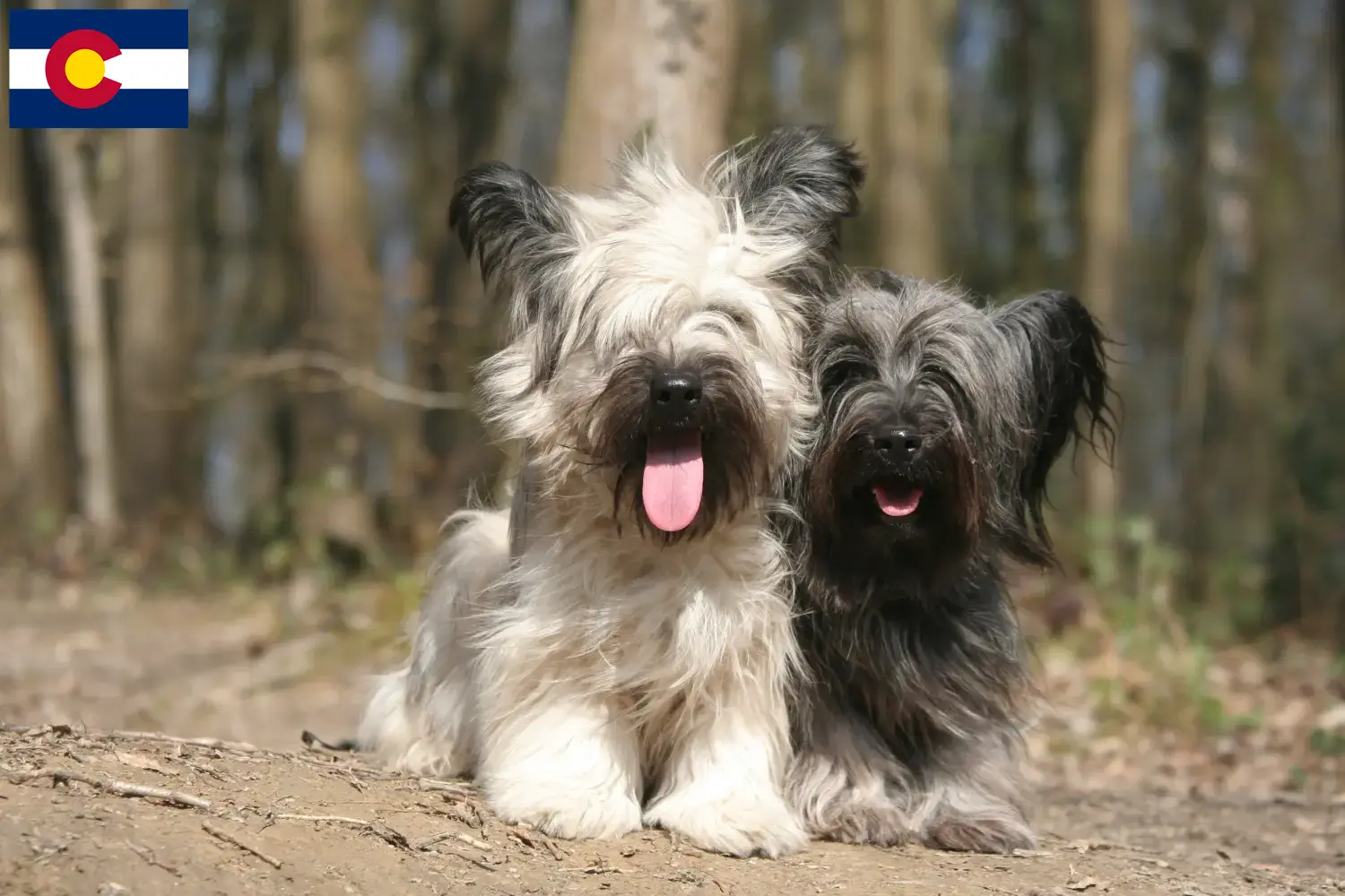 Read more about the article Skye Terrier breeders and puppies in Colorado