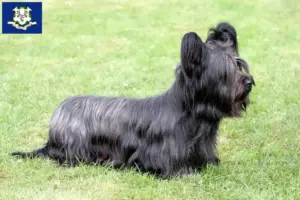 Read more about the article Skye Terrier breeders and puppies in Connecticut