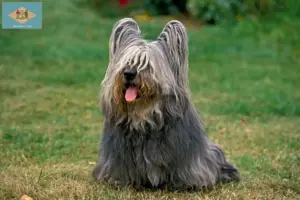 Read more about the article Skye Terrier breeders and puppies in Delaware