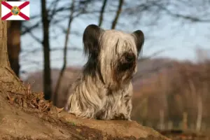 Read more about the article Skye Terrier breeders and puppies in Florida