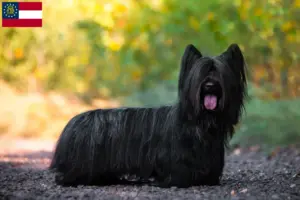 Read more about the article Skye Terrier breeders and puppies in Georgia