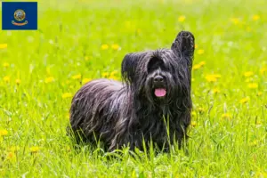 Read more about the article Skye Terrier breeders and puppies in Idaho