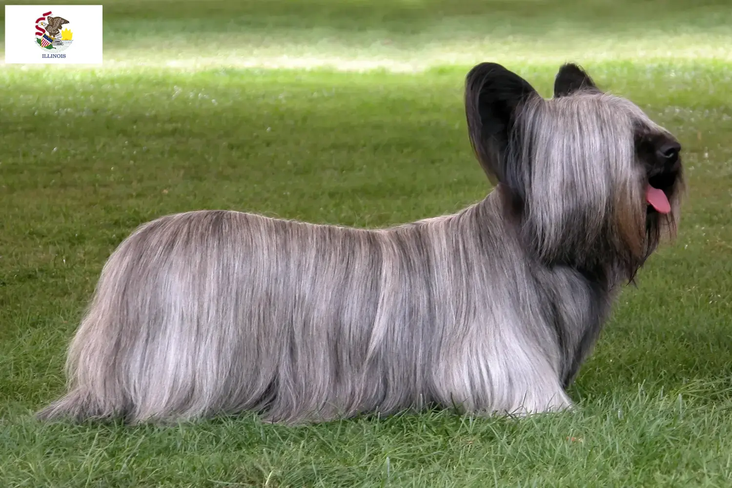 Skye Terrier puppies and breeders Illinois Find Skye Terrier breeders in Illinois.