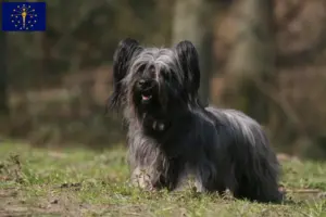 Read more about the article Skye Terrier breeders and puppies in Indiana