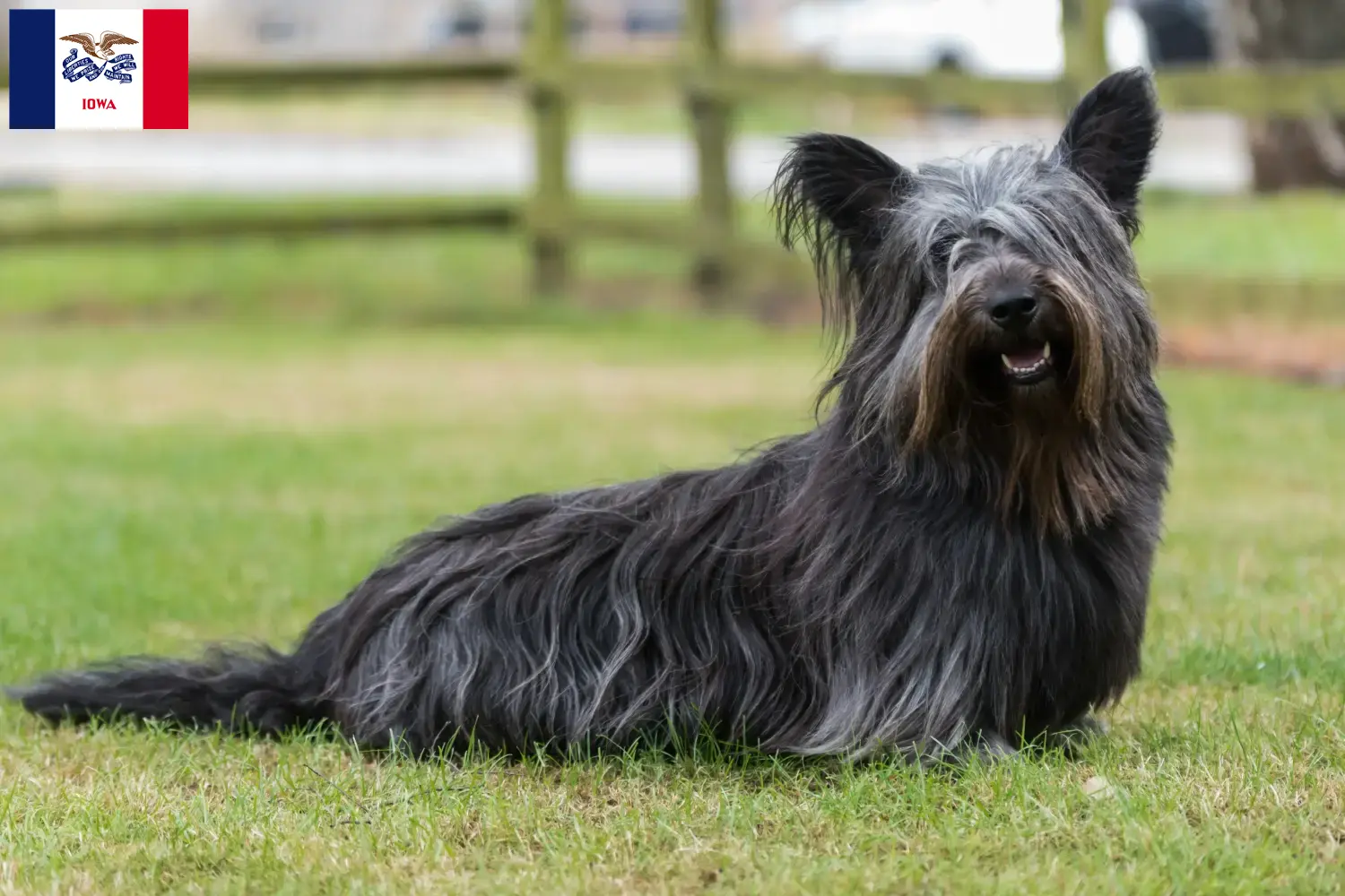 Skye Terrier puppies and breeders Iowa Find Skye Terrier breeders in Iowa here.