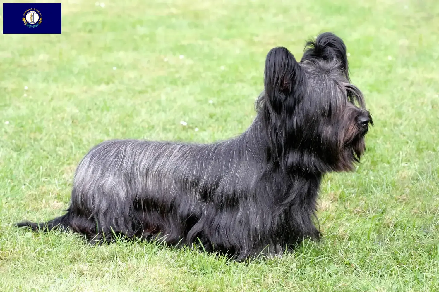 Skye Terrier puppies and breeders Kentucky Find Skye Terrier breeders in Kentucky.