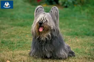 Read more about the article Skye Terrier breeders and puppies in Louisiana
