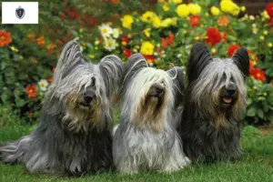 Read more about the article Skye Terrier Breeders and Puppies in Massachusetts