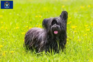 Read more about the article Skye Terrier breeders and puppies in Michigan