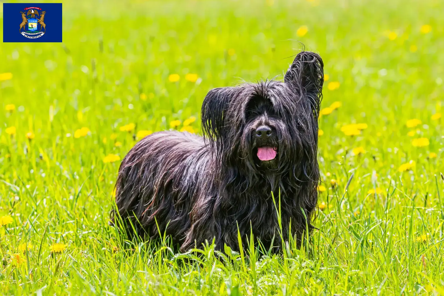 Skye Terrier puppies and breeders Michigan Find Skye Terrier breeders in Michigan.