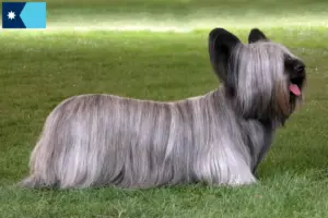 Read more about the article Skye Terrier breeders and puppies in Minnesota