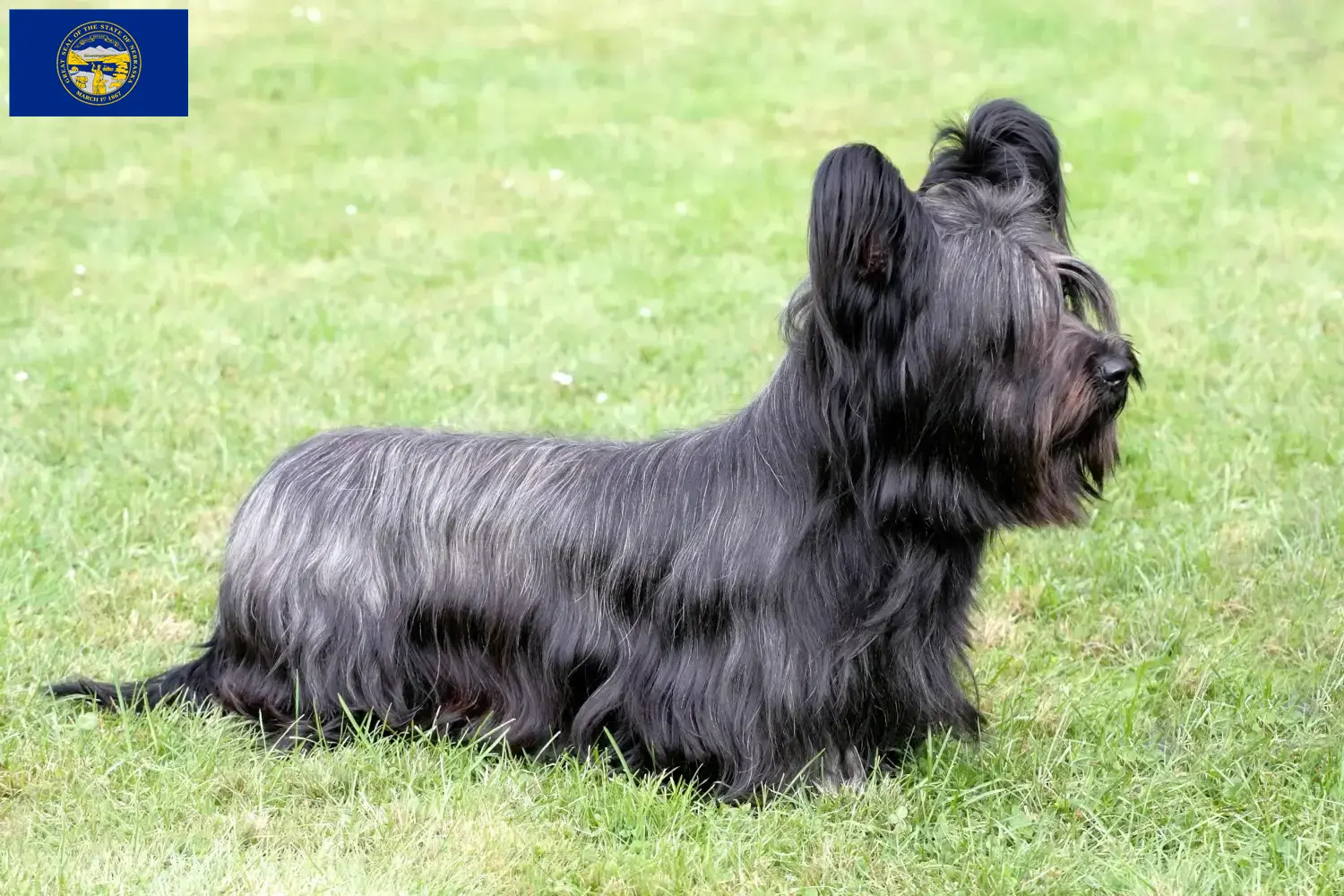 Skye Terrier puppies and breeders Nebraska Find Skye Terrier breeders in Nebraska.
