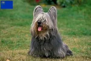 Read more about the article Skye Terrier breeders and puppies in Nevada