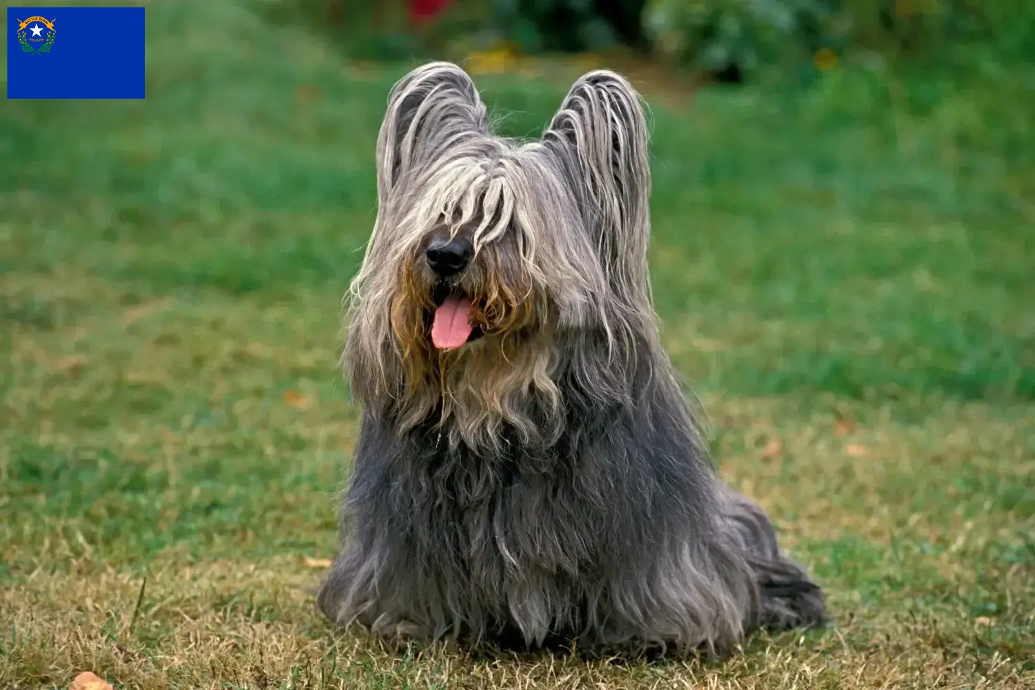 Skye Terrier puppies and breeders Nevada Find Skye Terrier breeders in Nevada.