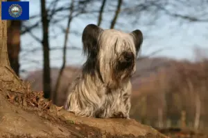 Read more about the article Skye Terrier Breeders and Puppies in New Hampshire