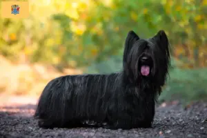 Read more about the article Skye Terrier Breeders and Puppies in New Jersey