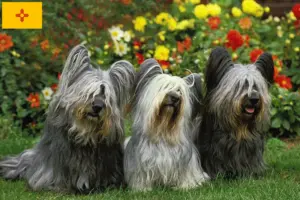 Read more about the article Skye Terrier Breeders and Puppies in New Mexico