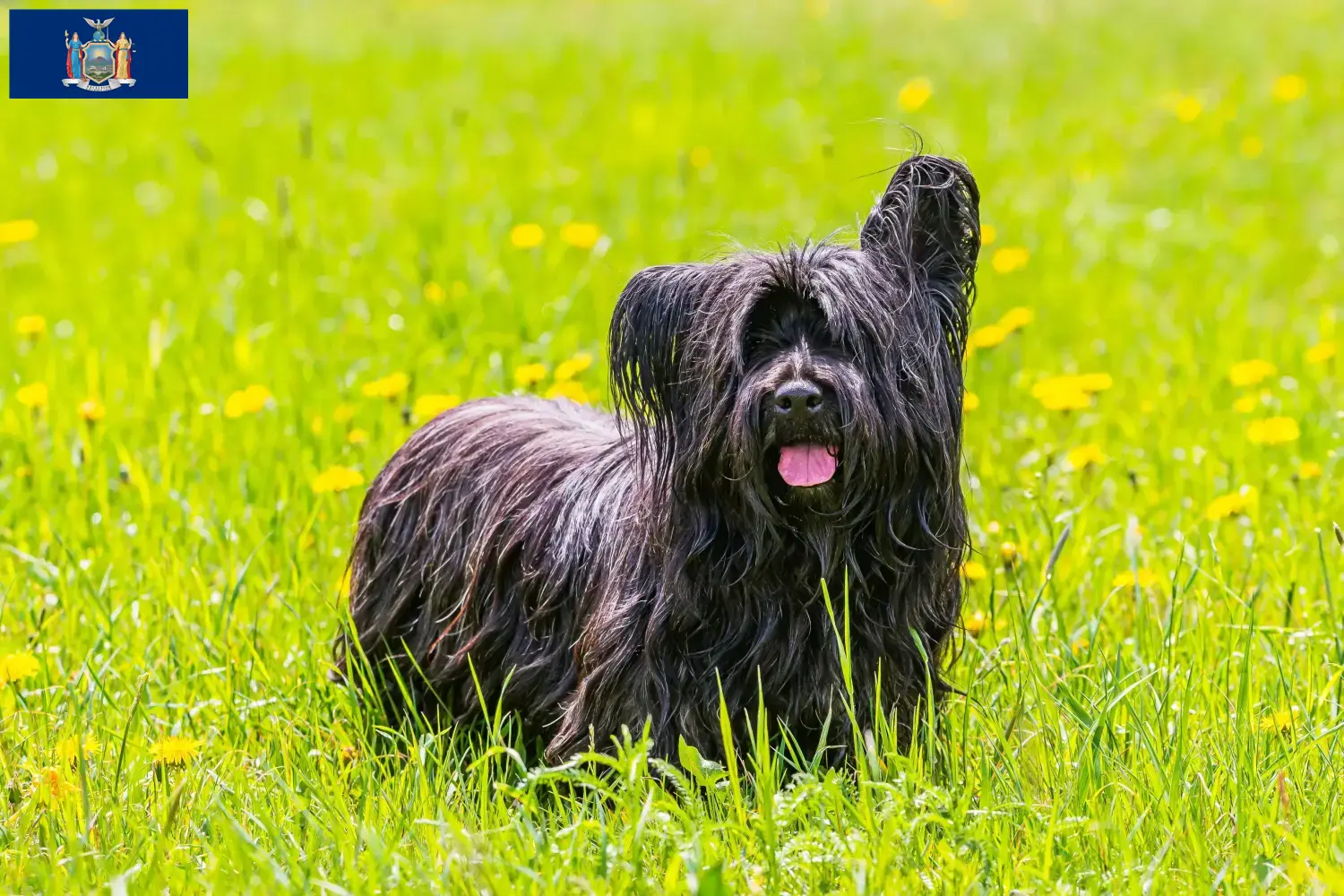Read more about the article Skye Terrier breeders and puppies in New York