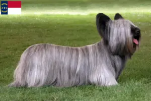 Read more about the article Skye Terrier breeders and puppies in North Carolina