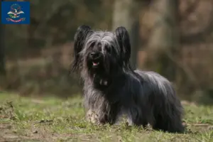 Read more about the article Skye Terrier Breeders and Puppies in North Dakota
