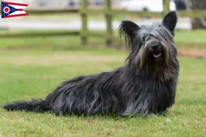 Read more about the article Skye Terrier breeders and puppies in Ohio