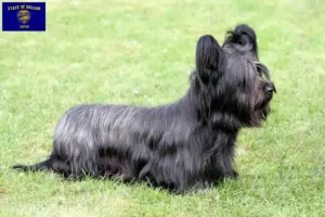 Read more about the article Skye Terrier breeders and puppies in Oregon