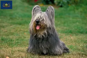 Read more about the article Skye Terrier breeders and puppies in Pennsylvania
