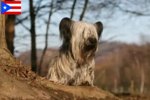 Read more about the article Skye Terrier breeders and puppies in Puerto Rico
