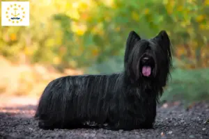 Read more about the article Skye Terrier breeders and puppies in Rhode Island