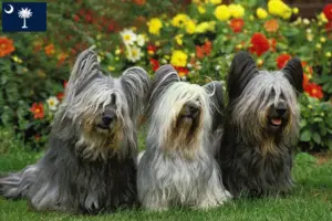 Read more about the article Skye Terrier breeders and puppies in South Carolina